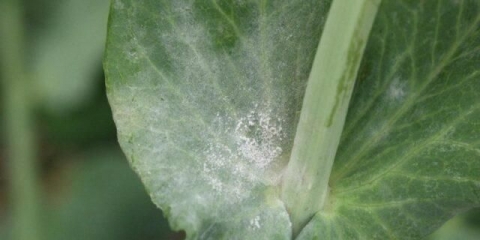 Kontrola štetočina i bolesti graška